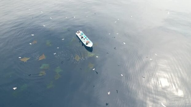 Aerial view of stingrays around a boat in Los Roques Venezuela.