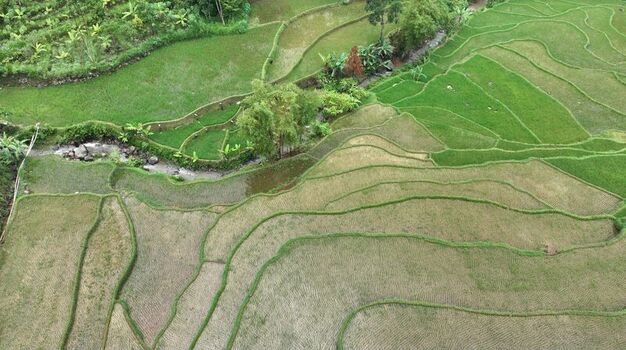 Aerial view of lush green rice terraces with curved patterns and a small stream flowing through tropical vegetation in Pekalongan Regency Central Java Indonesia. Aerial view of lush green rice terraces with curved patterns and a small stream flowing through tropical vegetation in Pekalongan Regency Central Java Indonesia.