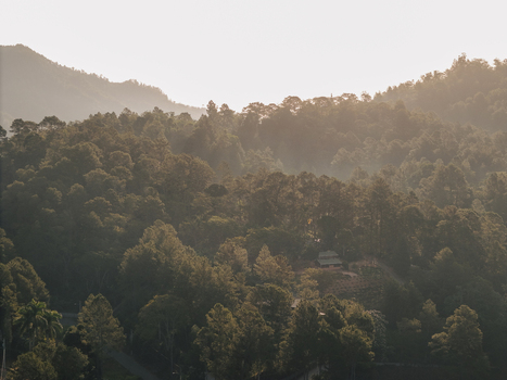 Aerial view of the dense pine forests and rolling mountain landscape of Jarabacoa during golden hour in Jarabacoa La Vega Province Dominican Republic.