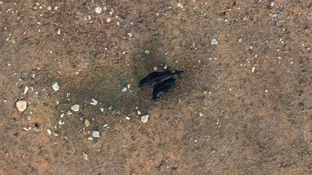 Aerial view of two black cows grazing in a dry rocky field in Golden Colorado United States.