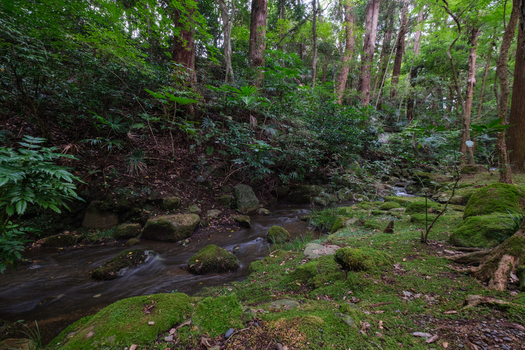 View of a tranquil stream flowing through a lush green forest with mossy rocks and dense foliage creating a serene atmosphere Narita Chiba Japan. View of a tranquil stream flowing through a lush green forest with mossy rocks and dense foliage creating a serene atmosphere Narita Chiba Japan.