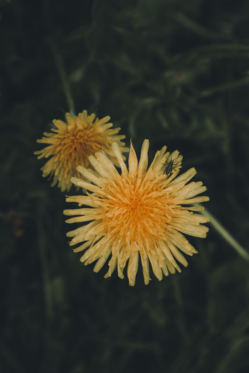 View of two yellow dandelion flowers with a small insect resting on one of the petals against a dark blurred background in Vormsi Laane County Estonia. View of two yellow dandelion flowers with a small insect resting on one of the petals against a dark blurred background in Vormsi Laane County Estonia.