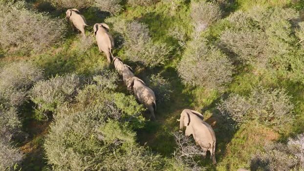 Aerial view of elephants walking in Tumbeta Reserve South Africa.