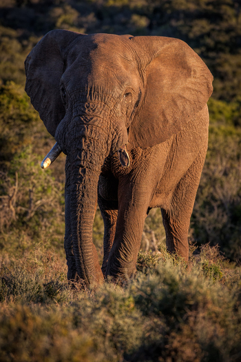 View of an African elephant standing in the savanna during golden hour in South Africa.