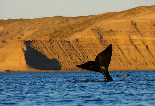 View of a whale tail fluke emerging from the blue water with golden cliffs in the background at Puerto Piramides Puerto Madryn Chubut Argentina. View of a whale tail fluke emerging from the blue water with golden cliffs in the background at Puerto Piramides Puerto Madryn Chubut Argentina.