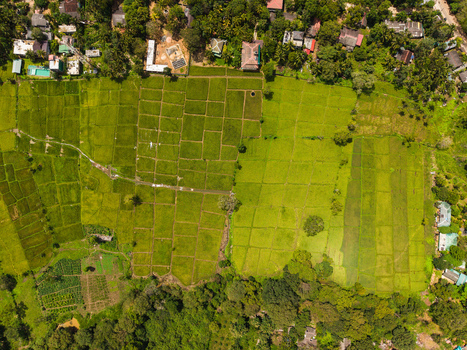 Aerial view of vibrant green rice paddies divided into rectangular plots surrounded by lush tropical trees and residential houses in Sigiriya Central Province Sri Lanka. Aerial view of vibrant green rice paddies divided into rectangular plots surrounded by lush tropical trees and residential houses in Sigiriya Central Province Sri Lanka.