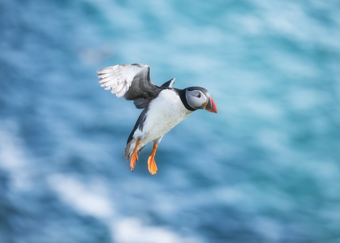 View of an Atlantic puffin in flight with its wings spread over the blue ocean waters of the Saltee Islands Ireland. View of an Atlantic puffin in flight with its wings spread over the blue ocean waters of the Saltee Islands Ireland.