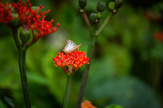 View of a white butterfly resting on a vibrant red flower in a lush garden in Costa Rica.
