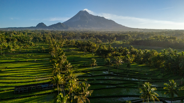 Aerial view of the majestic Mount Merapi volcano rising above lush green rice terraces and palm trees in the morning light in Cangkringan Special Region of Yogyakarta Indonesia.