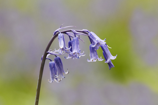 View of a delicate bluebell flower with its characteristic drooping bell shaped petals in the United Kingdom. View of a delicate bluebell flower with its characteristic drooping bell shaped petals in the United Kingdom.