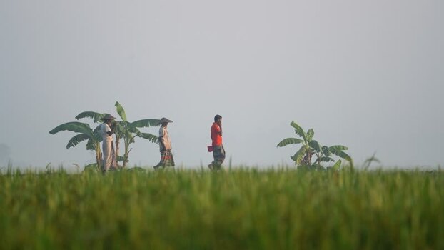View of farmers walking through green fields in Bogura Bangladesh. View of farmers walking through green fields in Bogura Bangladesh.