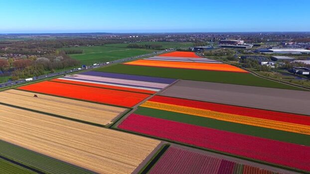 Aerial view of colorful tulip fields and highway in Heiloo Netherlands.