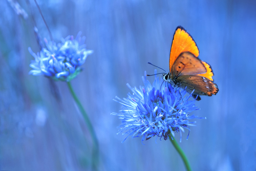 View of a vibrant orange butterfly resting on a delicate blue flower in a meadow in Poland.