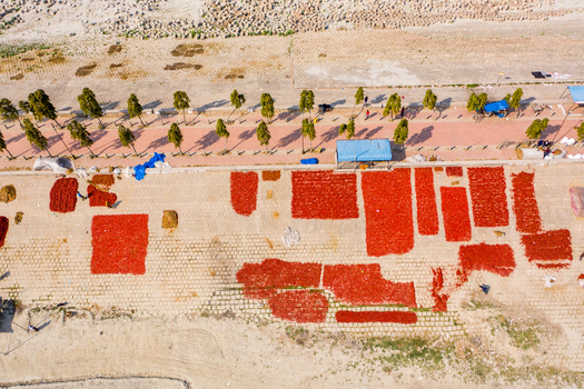Bogura Rajshahi Division Bangladesh 06 March 2022 Aerial view of red chilies spread out to dry on a paved surface with workers tending to the harvest under the sun.