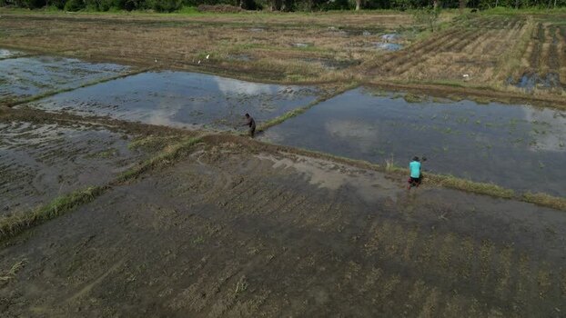 Aerial view of farmers in rice paddies near Sigiriya Sri Lanka.