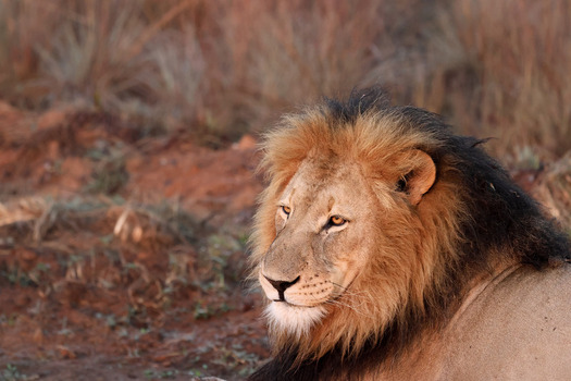 View of a majestic male lion with a thick dark mane resting in the dry savanna during golden hour in Waterberg District Municipality Limpopo South Africa.