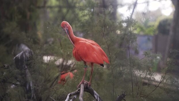 View of a scarlet ibis perched on a branch in Barcelona Spain.