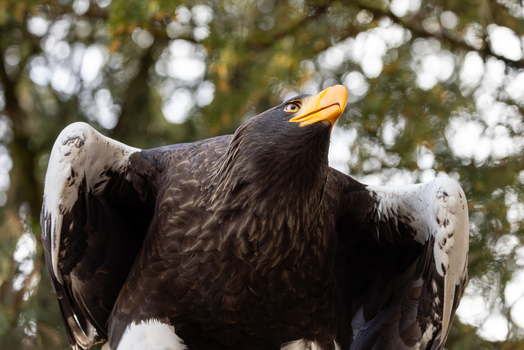 View of a Steller s sea eagle displaying its impressive wingspan and bright yellow beak while looking up in Selestat Grand Est France.