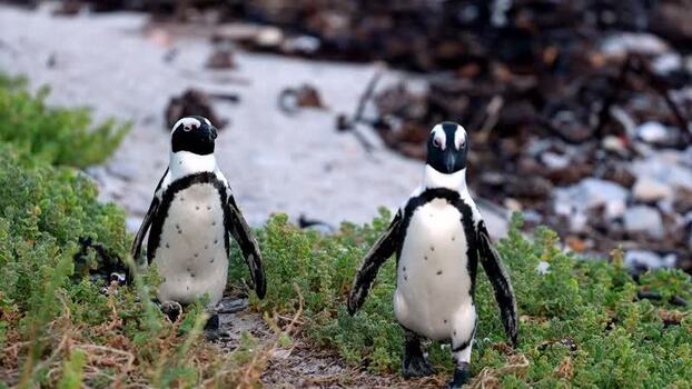 View of penguins at Stoney Point South Africa. View of penguins at Stoney Point South Africa.