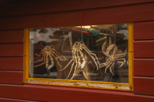 View of a window display of dried crabs suspended inside a red wooden building a curious sight in Skjelfjorden Nordland Norway. View of a window display of dried crabs suspended inside a red wooden building a curious sight in Skjelfjorden Nordland Norway.