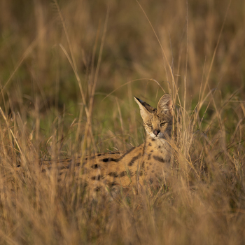 View of a serval cat hiding in tall dry grass in the savanna in Harare Harare Province Zimbabwe.