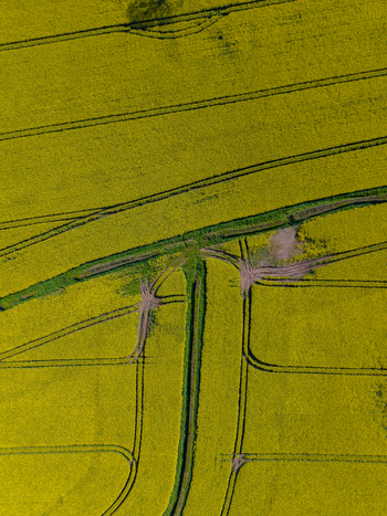 Aerial view of a vibrant yellow rapeseed field with distinct tractor tracks and green hedgerows in Stone England United Kingdom. Aerial view of a vibrant yellow rapeseed field with distinct tractor tracks and green hedgerows in Stone England United Kingdom.
