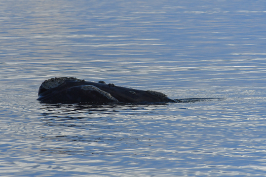 View of a Southern Right Whale surfacing in the calm blue waters of the Atlantic Ocean near Puerto Piramides Puerto Madryn Chubut Argentina. View of a Southern Right Whale surfacing in the calm blue waters of the Atlantic Ocean near Puerto Piramides Puerto Madryn Chubut Argentina.