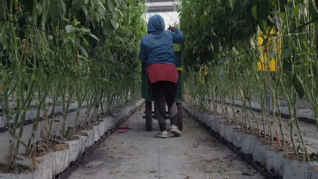 View of worker pushing cart in greenhouse in Mexico.