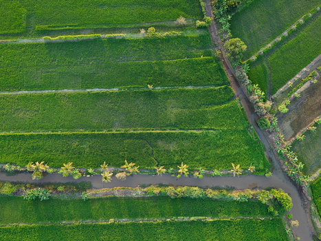 Aerial view of lush green rice paddies divided by a narrow irrigation canal and lined with palm trees in the rural landscape of Banjar Regency South Kalimantan Indonesia. Aerial view of lush green rice paddies divided by a narrow irrigation canal and lined with palm trees in the rural landscape of Banjar Regency South Kalimantan Indonesia.