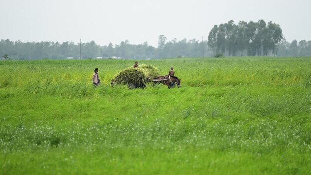 View of farmers with a horse drawn cart in a green field Bangladesh. View of farmers with a horse drawn cart in a green field Bangladesh.