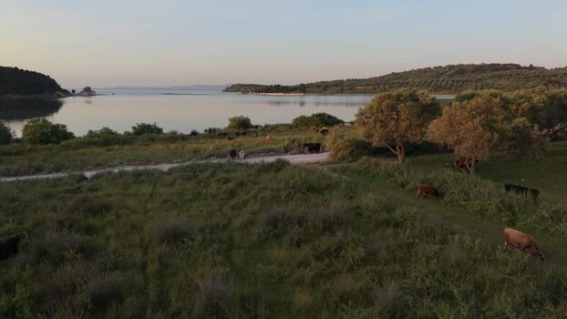 Aerial view of cows grazing by the Narta Lagoon in Zvernec Albania. Aerial view of cows grazing by the Narta Lagoon in Zvernec Albania.