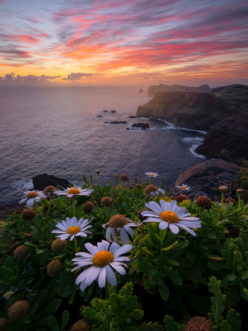 View of white daisies blooming on the cliffs of Ponta de Sao Lourenco overlooking the Atlantic Ocean during a vibrant sunset in Canical Madeira Portugal. View of white daisies blooming on the cliffs of Ponta de Sao Lourenco overlooking the Atlantic Ocean during a vibrant sunset in Canical Madeira Portugal.