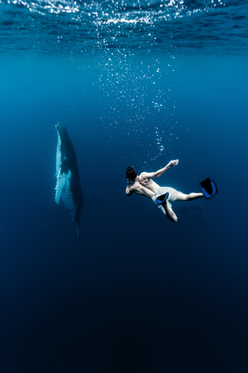 View of a snorkeler swimming in deep blue water alongside a majestic humpback whale near Aitutaki Cook Islands. View of a snorkeler swimming in deep blue water alongside a majestic humpback whale near Aitutaki Cook Islands.