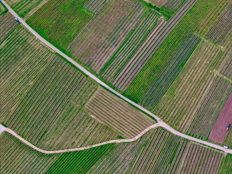 Aerial view of lush green vineyard rows forming geometric patterns with a narrow rural road cutting through the fields in Ribeauville Grand Est France. Aerial view of lush green vineyard rows forming geometric patterns with a narrow rural road cutting through the fields in Ribeauville Grand Est France.