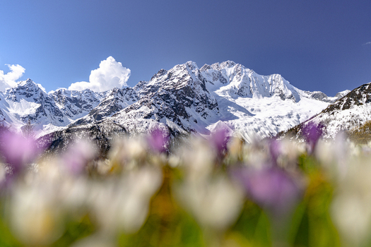 View of snow capped mountain peaks with blurred purple and white crocus flowers blooming in the foreground under a clear blue sky in Chiesa in Valmalenco Lombardy Italy. View of snow capped mountain peaks with blurred purple and white crocus flowers blooming in the foreground under a clear blue sky in Chiesa in Valmalenco Lombardy Italy.