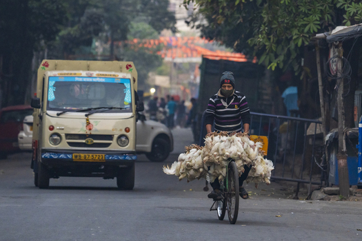 Kolkata India 06 December 2024 View of a man cycling laden with white feathered fowl contrasting against the dusty street and the soft focused urban backdrop. Kolkata India 06 December 2024 View of a man cycling laden with white feathered fowl contrasting against the dusty street and the soft focused urban backdrop.