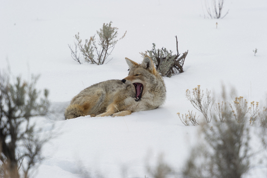 View of a coyote yawning while resting in the snow surrounded by sagebrush in Yellowstone National Park Wyoming United States. View of a coyote yawning while resting in the snow surrounded by sagebrush in Yellowstone National Park Wyoming United States.