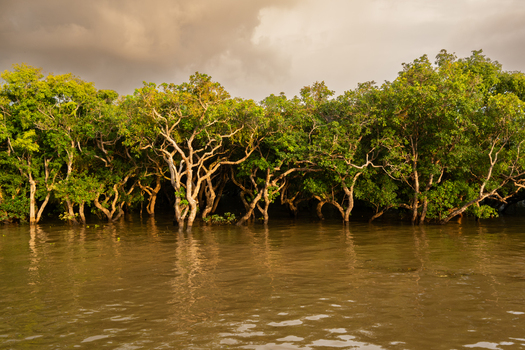 View of the lush mangrove forest in the flooded landscape of Kampong Phluk Siem Reap Province Cambodia.
