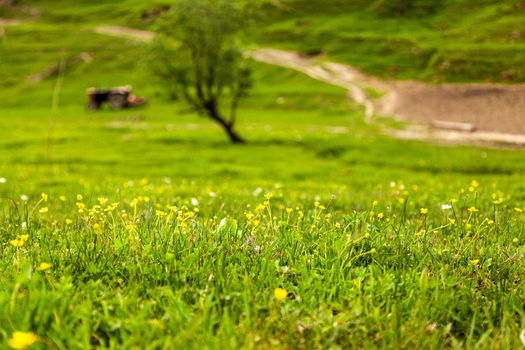 View of lush green meadows with yellow wildflowers and a single tree in the Neelum Valley of Arang Kel Azad Kashmir Pakistan. View of lush green meadows with yellow wildflowers and a single tree in the Neelum Valley of Arang Kel Azad Kashmir Pakistan.