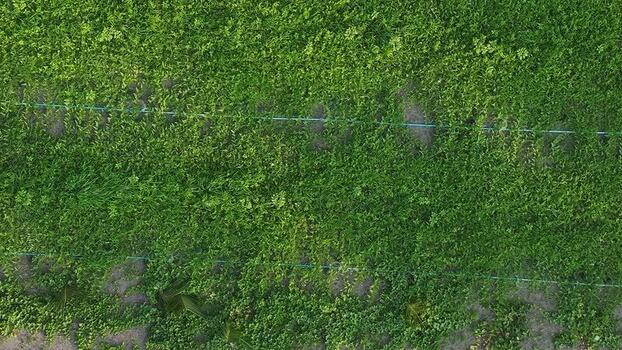 Aerial view of lush green agricultural fields and irrigation Maldives. Aerial view of lush green agricultural fields and irrigation Maldives.
