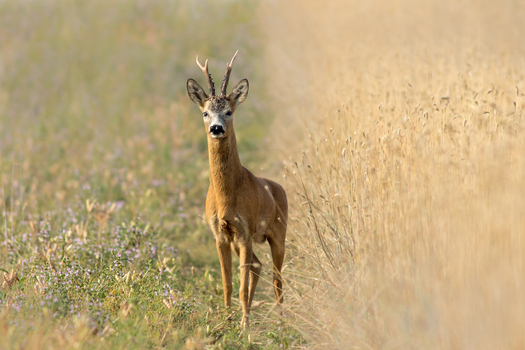 View of a roe deer buck with antlers standing in a golden wheat field with wildflowers in Debrzno Pomeranian Voivodeship Poland. View of a roe deer buck with antlers standing in a golden wheat field with wildflowers in Debrzno Pomeranian Voivodeship Poland.