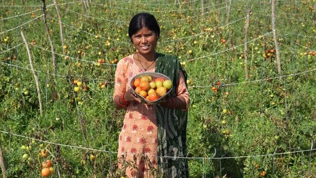 View of a woman farmer holding a bowl of tomatoes in a field Nepal.