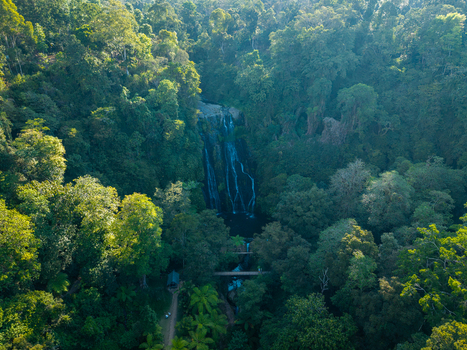 Aerial view of Banyumala Waterfall cascading through a lush tropical jungle with dense green trees and a small wooden bridge in Sukasada Bali Indonesia.