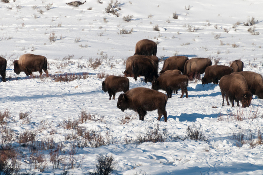 View of a herd of American bison grazing in the snow covered landscape of Yellowstone National Park Wyoming United States. View of a herd of American bison grazing in the snow covered landscape of Yellowstone National Park Wyoming United States.