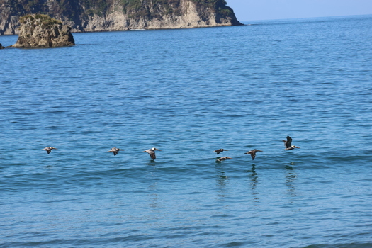 View of pelicans gliding low over the shimmering turquoise water their dark silhouettes a striking contrast against the bright sun kissed waves Quepos Puntarenas Province Costa Rica.