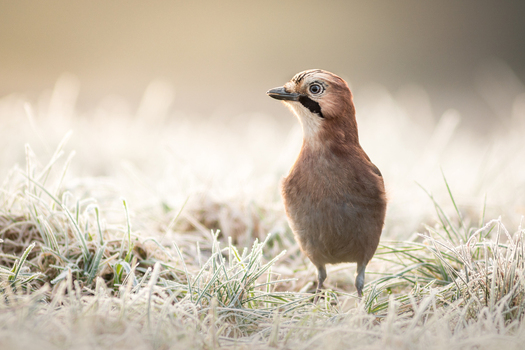 View of a Eurasian jay standing in frost covered grass during a cold morning in Debrzno Pomeranian Voivodeshi Poland. View of a Eurasian jay standing in frost covered grass during a cold morning in Debrzno Pomeranian Voivodeshi Poland.