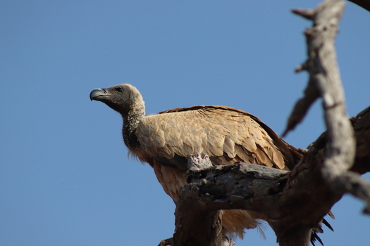 View of a vulture perched on a dead tree branch against a clear blue sky at Tumbeta Private Game Reserve in Thabazimbi Limpopo South Africa.