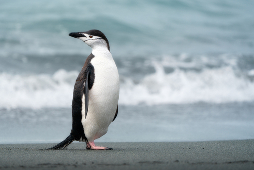 View of a Chinstrap penguin standing on a dark volcanic sand beach with ocean waves in the background Antarctica. View of a Chinstrap penguin standing on a dark volcanic sand beach with ocean waves in the background Antarctica.