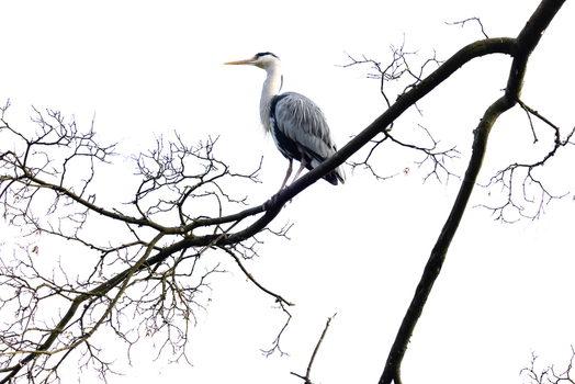 View of a grey heron perched on a bare tree branch against a bright white sky in Mulhouse Grand Est France.