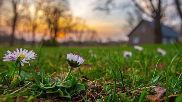 View of daisies in a field at sunset in Latvia.